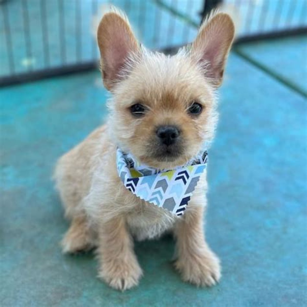 Discover The Loving Companion: French Bulldog And Yorkie Mix