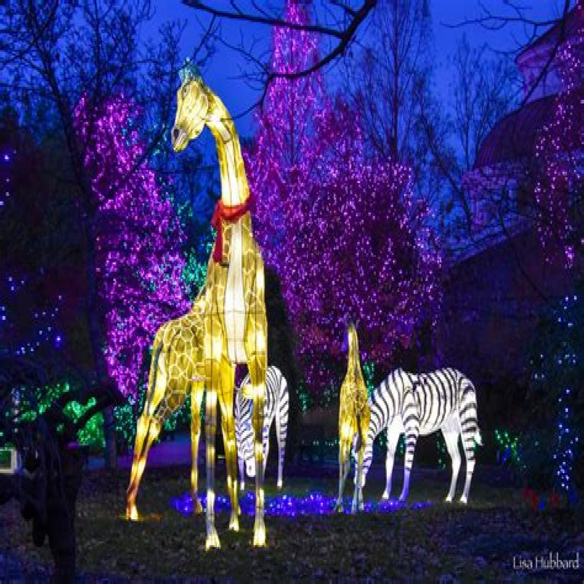 PNC Festival of Lights Cincinnati Zoo | Macaroni KID Frankfort