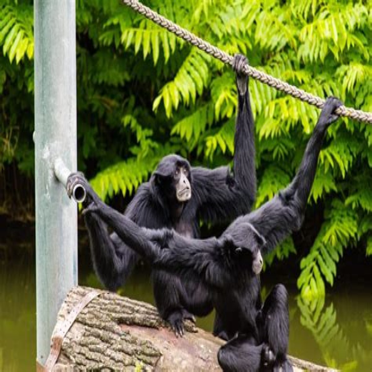 Primate without a tail