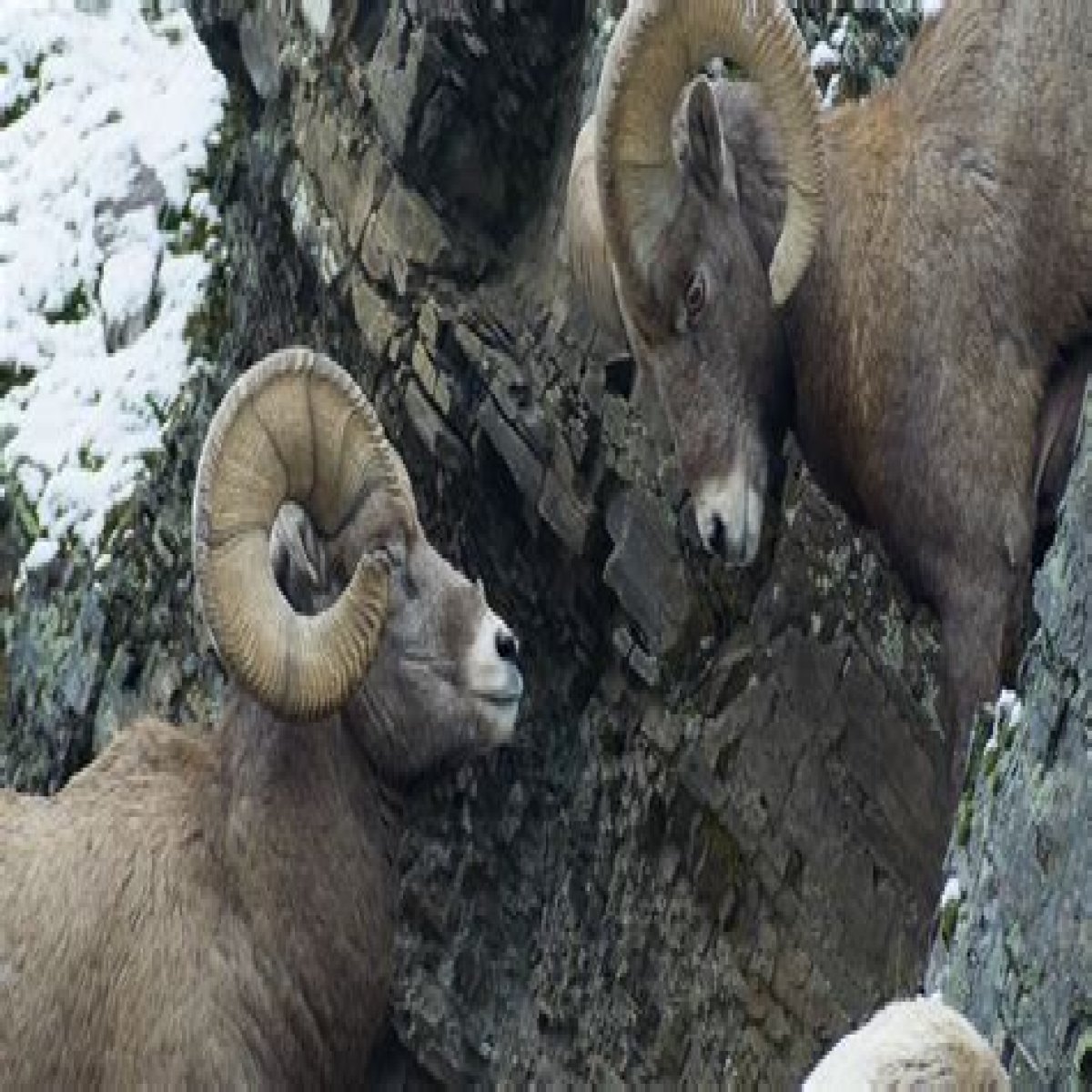 Ram's mate
