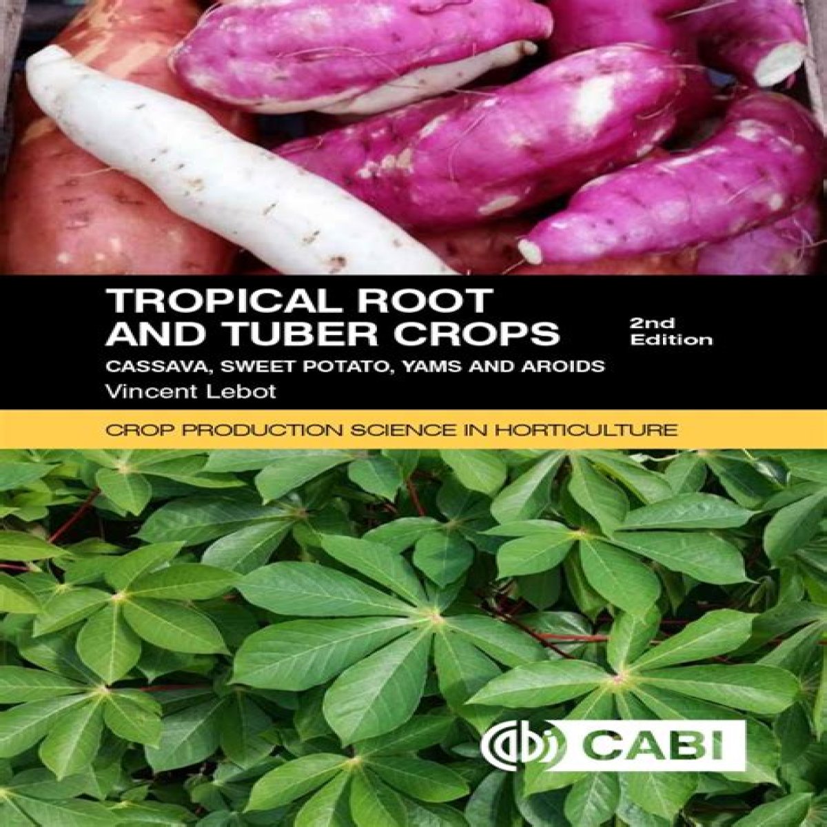 Tropical tuber you may find on the table during Thanksgiving