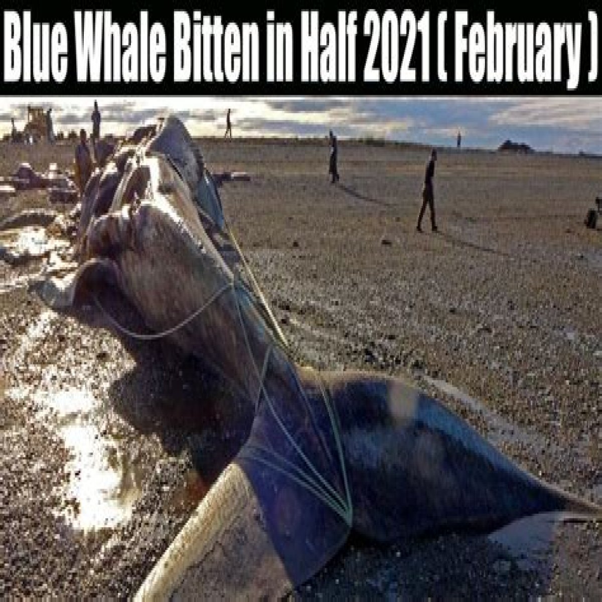 What Happened To The Whale Bitten In Half In Hawaii?