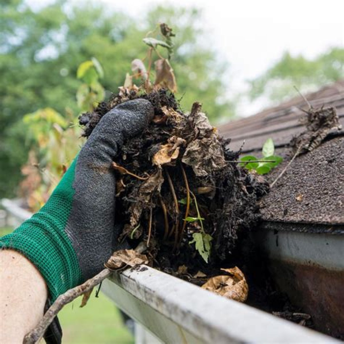 What is lurking in your gutters? Find out with our Temecula Gutter Cleaning Service!